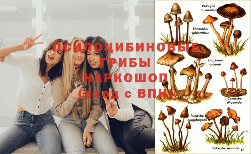 Псилоцибиновые грибы MAGIC MUSHROOMS  Осташков 